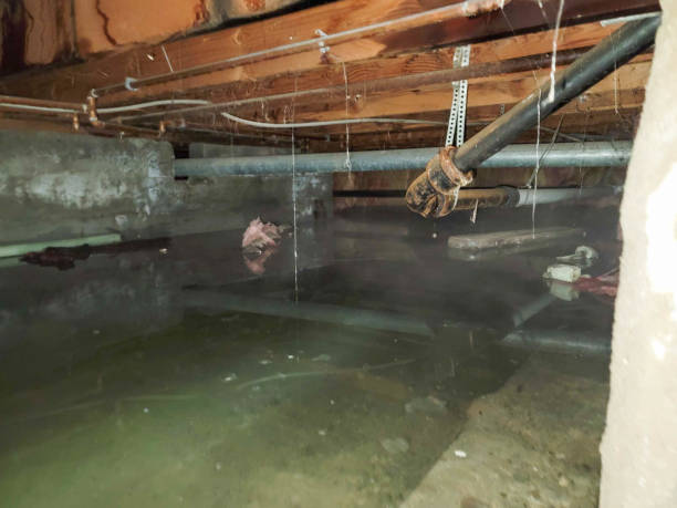 Best Basement water damage restoration  in Lafayette, CO