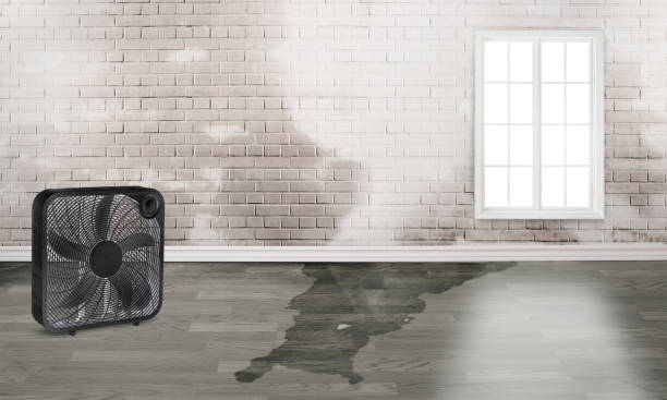 Best Mold removal after water damage  in Lafayette, CO